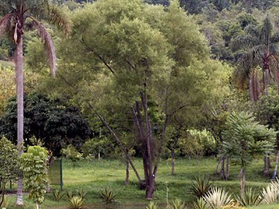 Horto Florestal-瓜鲁柳斯必去景点