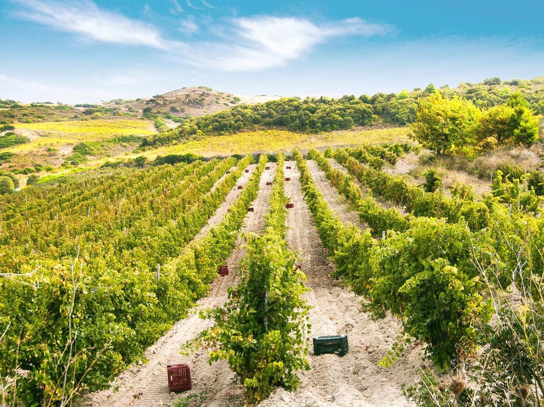 Nulvi旅游景点-Cantina Sorres