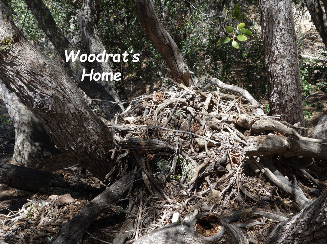 Woodland Trail 1E23-Fawnskin必去景点