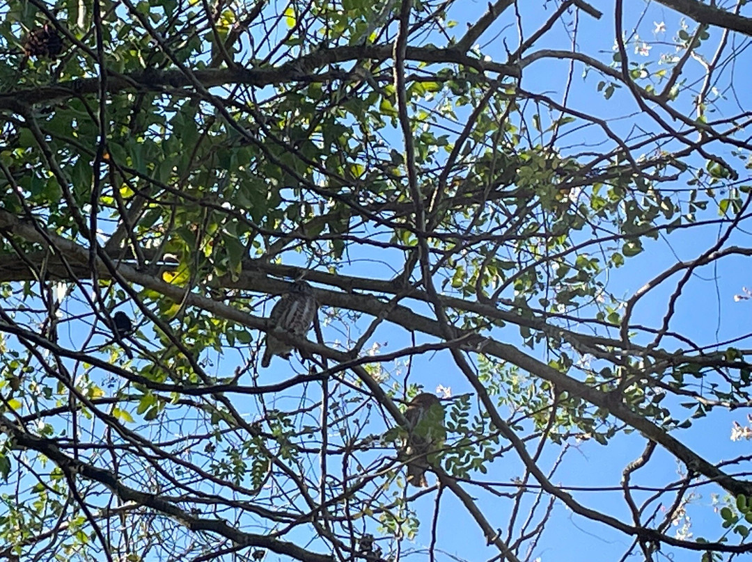 Carlo's Birdwatching Tours景点图片