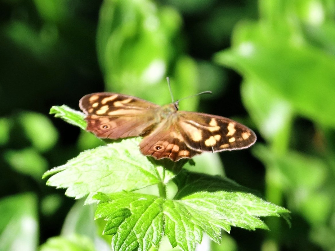 Belgrave Lake Park-贝尔格雷夫必去景点