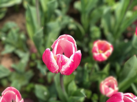 上海鲜花港-上海市必去景点