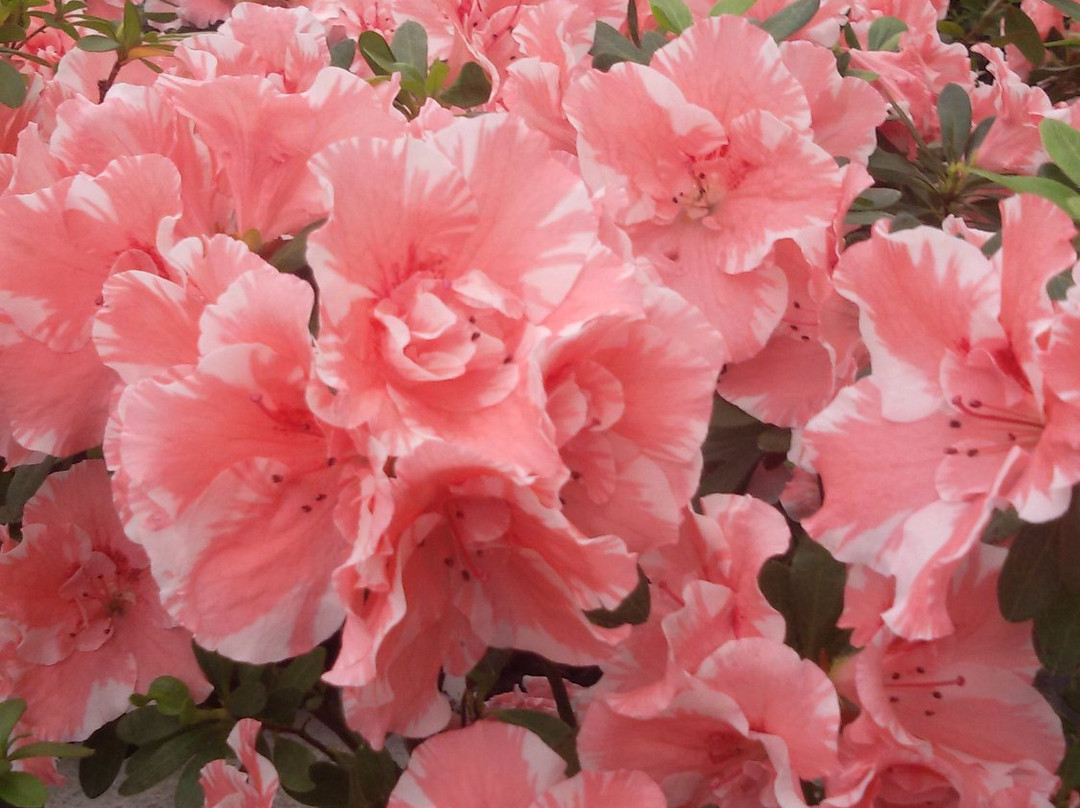 Kryvyy Rih Botanical Garden-Kryvyy Rih必去景点