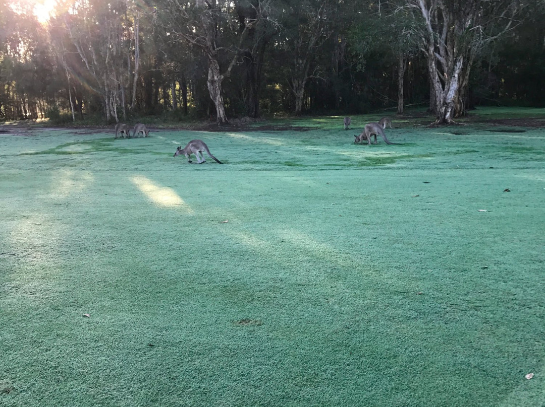 Tewantin-Noosa Golf Club景点图片