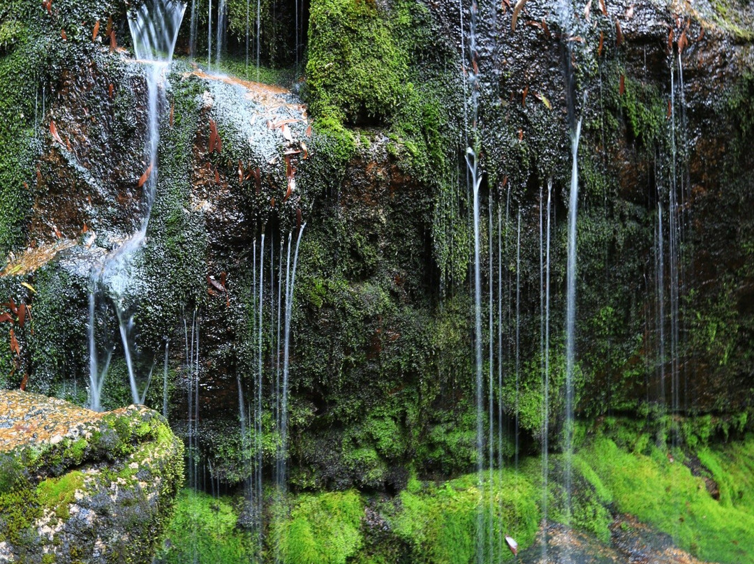 Mount Buangor State Park-维多利亚必去景点