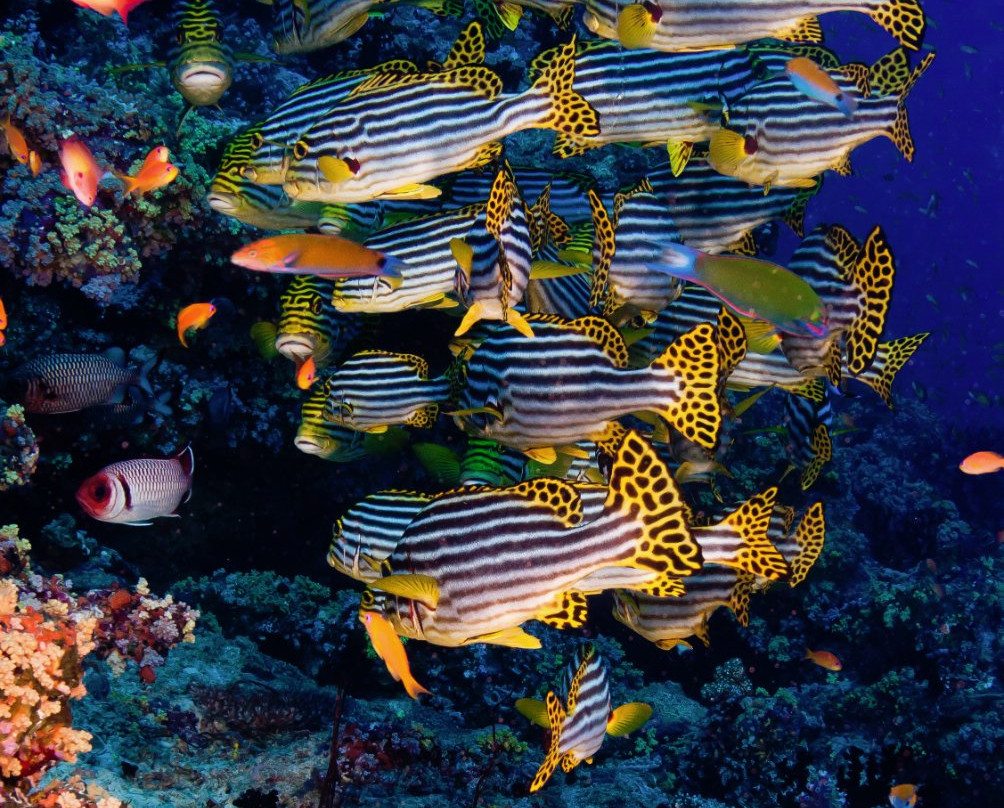 Adventure Diving-Gulhi Island必去景点