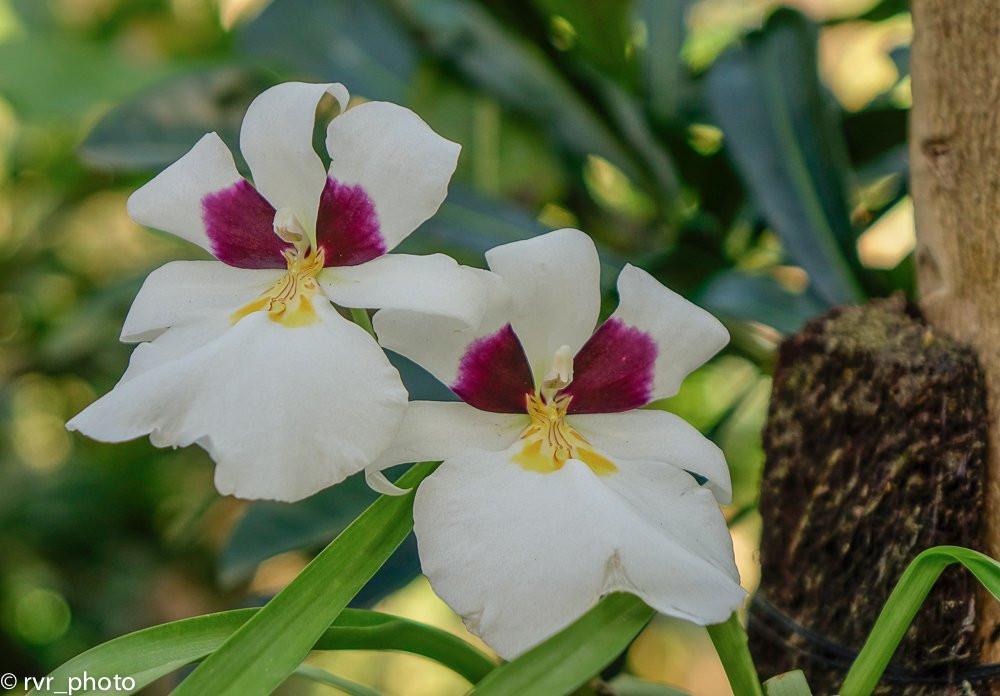 Aprovaca (The Orchid Nursery & Conservation Center)景点图片