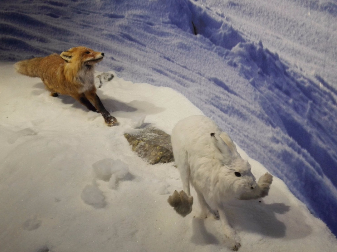 Pyha-Luosto Visitor and Culture Centre Naava-Pyhatunturi必去景点