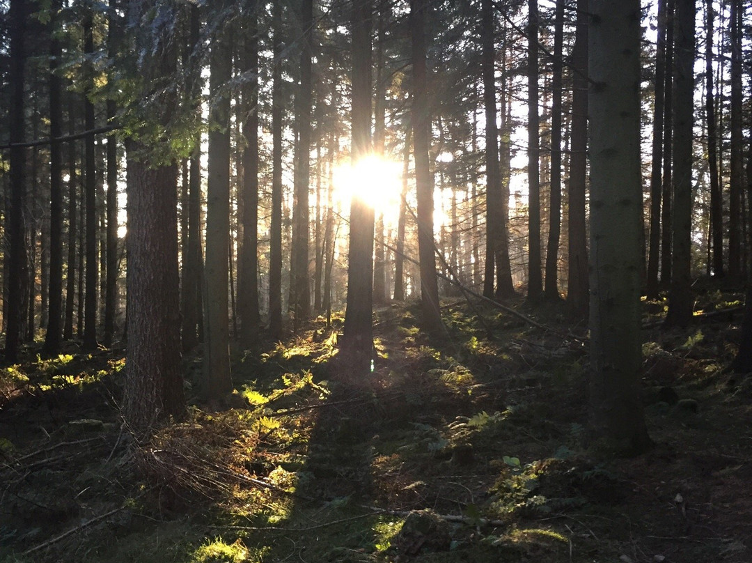 Kirkhill Forest and Tyrebagger Wood-阿伯丁必去景点