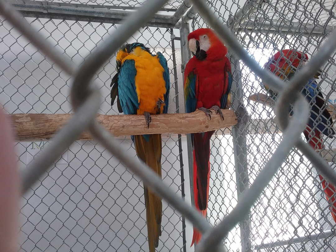 Parrot Island - Exotic Bird Sanctuary景点图片