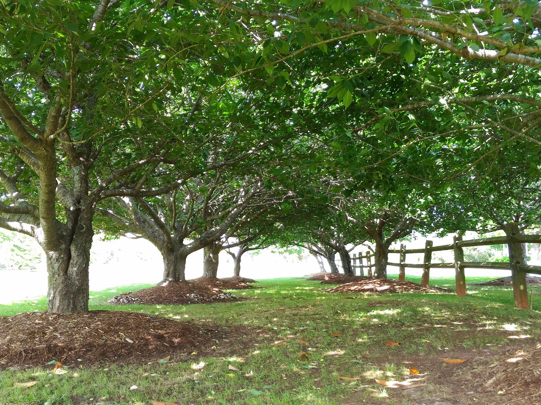 Garner Veteran’s Memorial at Lake Benson Park景点图片