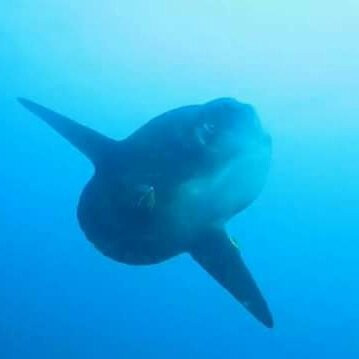 Sinar Bali Tour & Travel-登巴萨必去景点