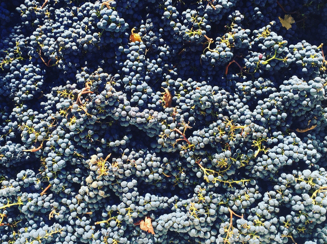 Piña Napa Valley景点图片