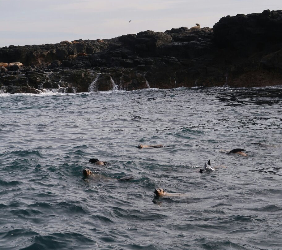 Phillip Island Nature Parks-考斯必去景点