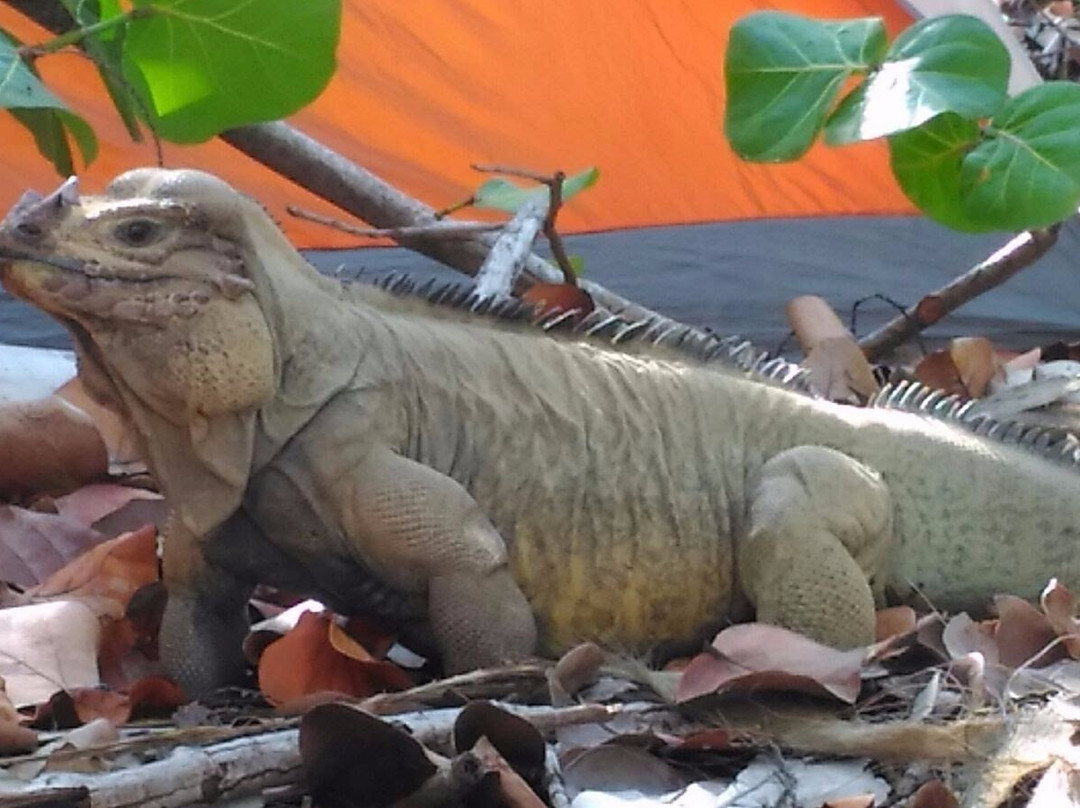 Mona Island-Mayaguez必去景点