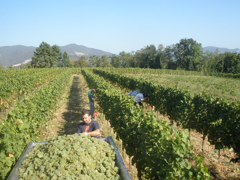 Azienda Agricola La Torre景点图片