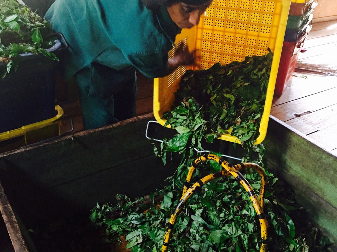 Embilmeegama Tea Factory景点图片