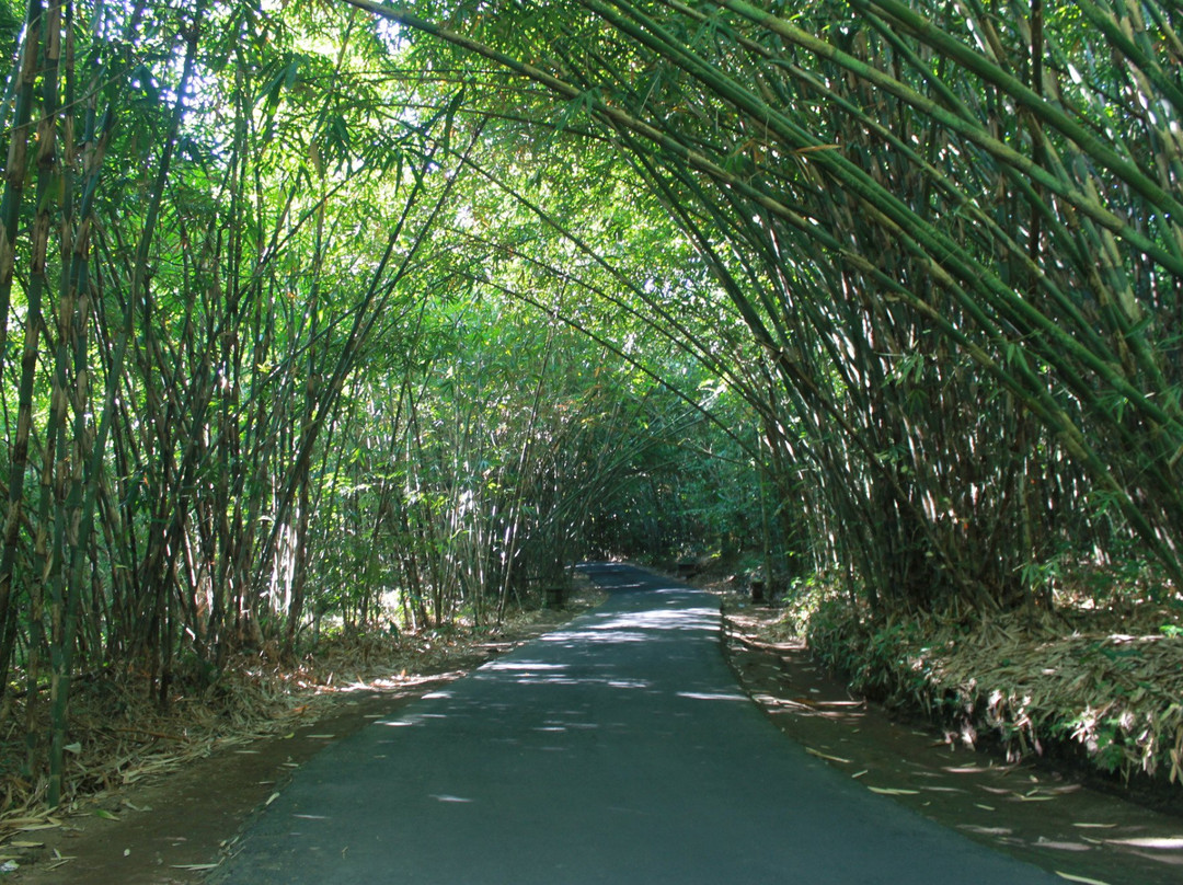 Penglipuran Bamboo Forest景点图片