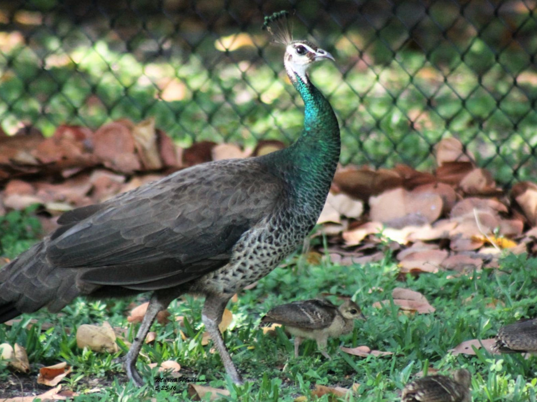 Crandon Park-比斯坎湾必去景点