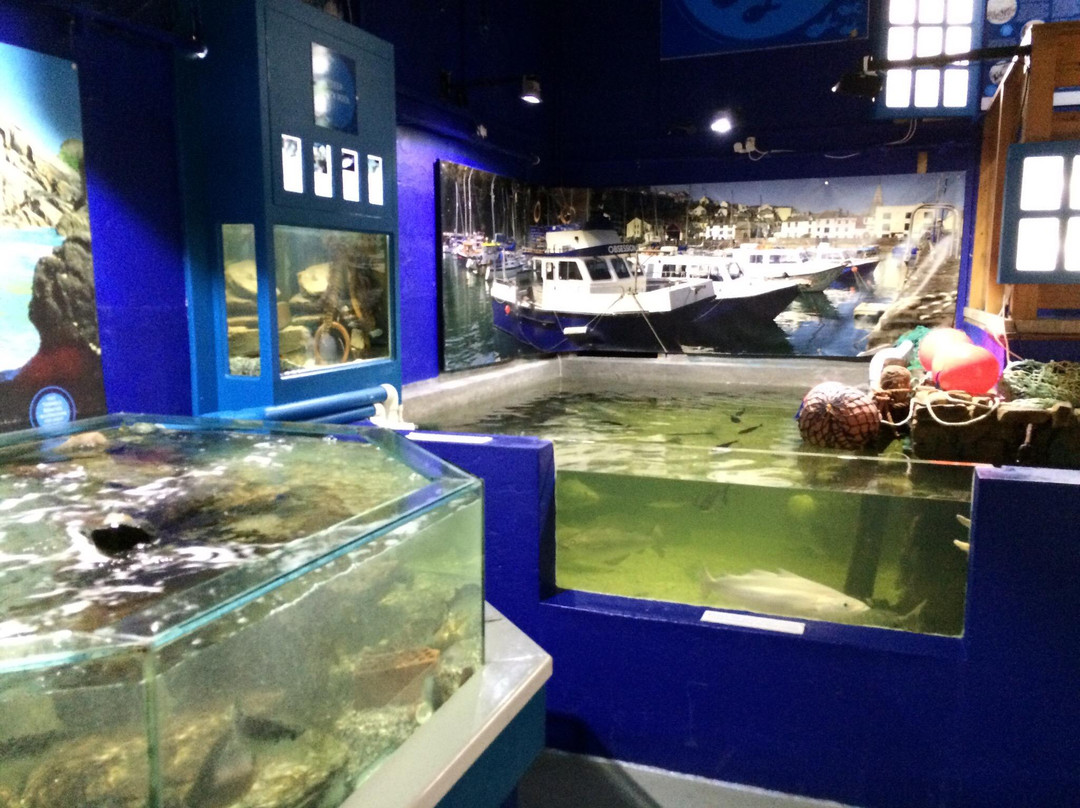 Ilfracombe Aquarium景点图片
