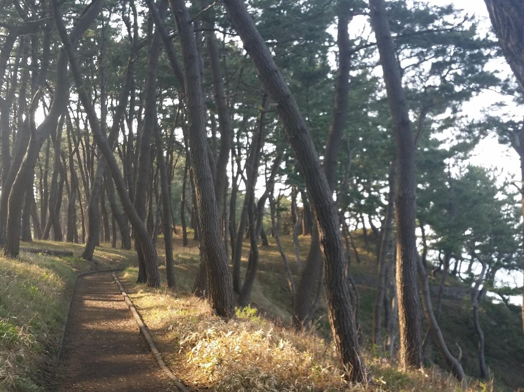 Yodo Pine Grove-八户市必去景点