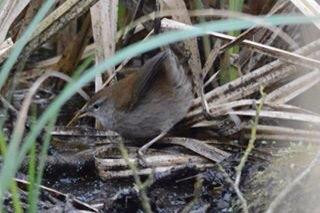 Ynys Hir Wildlife Reserve景点图片