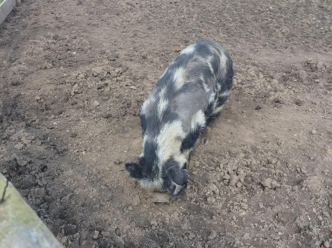 Paradise Found Educational Farm Park-Sapcote必去景点