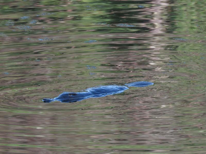 King Island Rambles-King Island必去景点