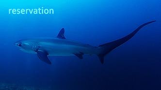 Sol Diver's Club-妈妈拍丝瓜岛必去景点