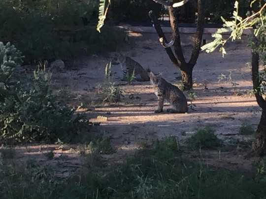 The Golf Club At Vistoso-图森必去景点