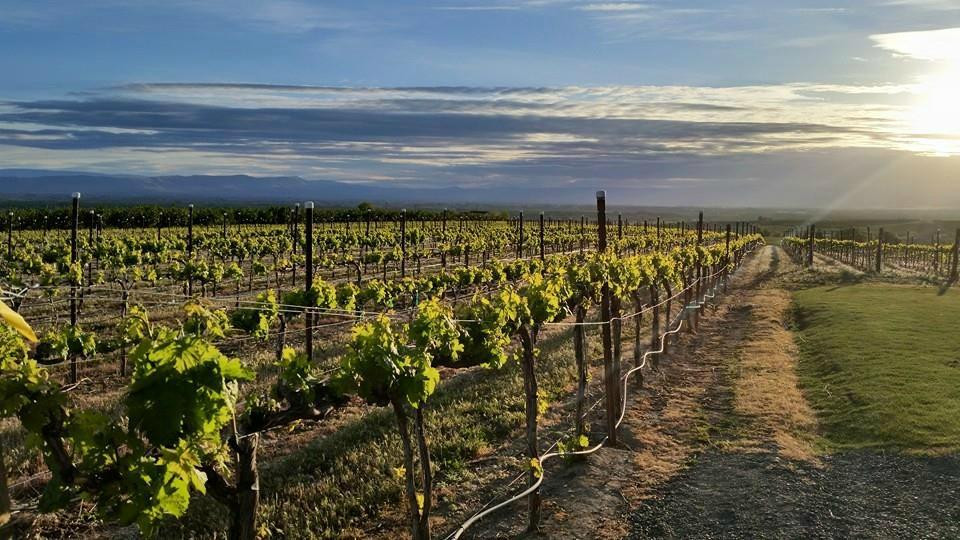 Naches Heights Vineyard景点图片