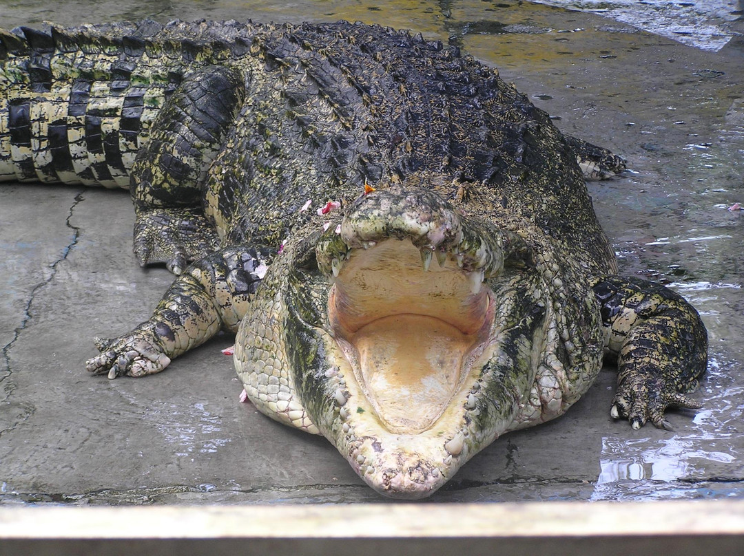 Crocodile and Reptile Indonesia Jaya Park-孟格威必去景点