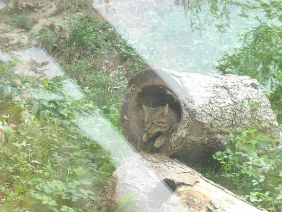 Parco Naturale Adamello Brenta Geopark景点图片
