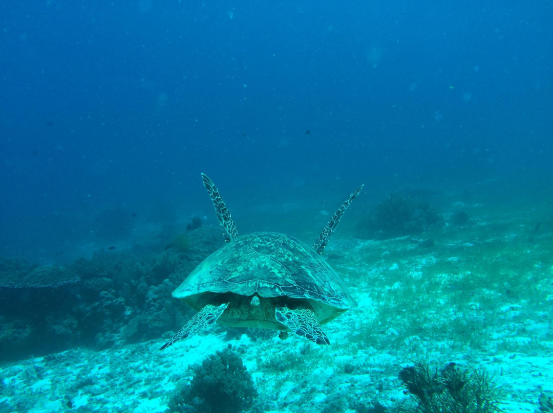 Spindrift Reefs Dive Center - Day Dive-达瑙市必去景点