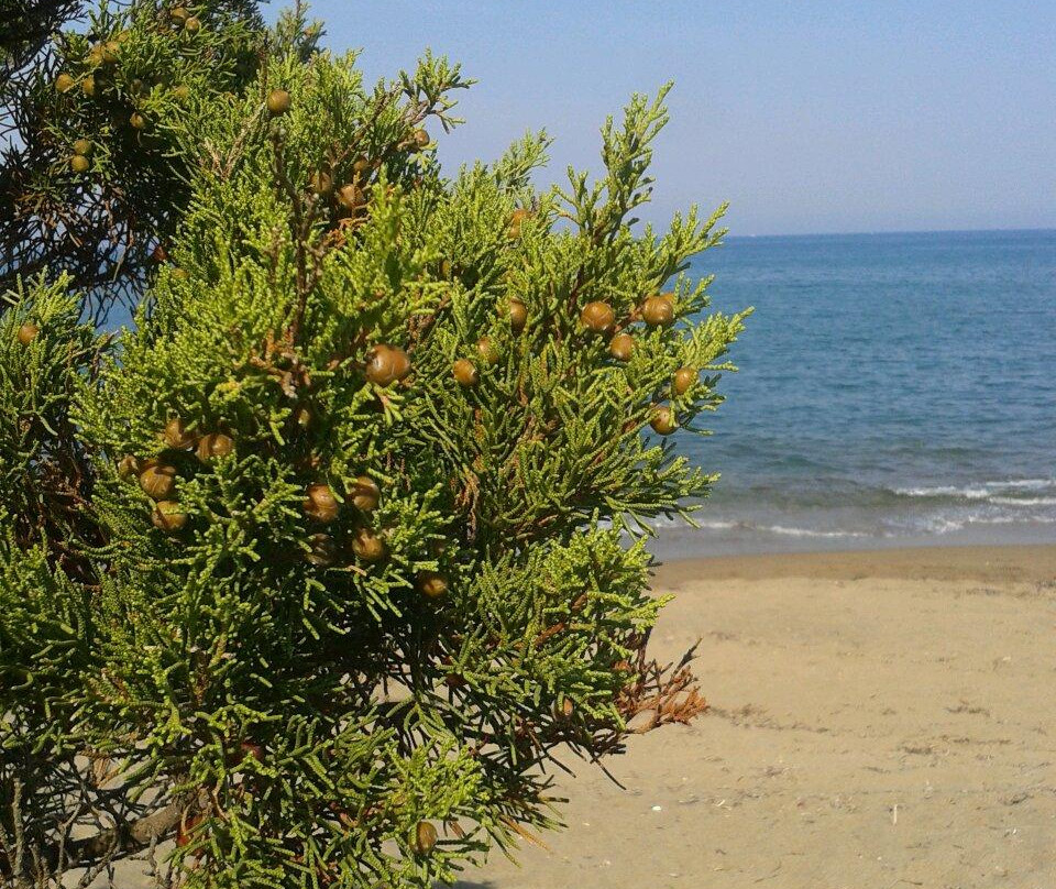 Rimigliano Coastal Park景点图片