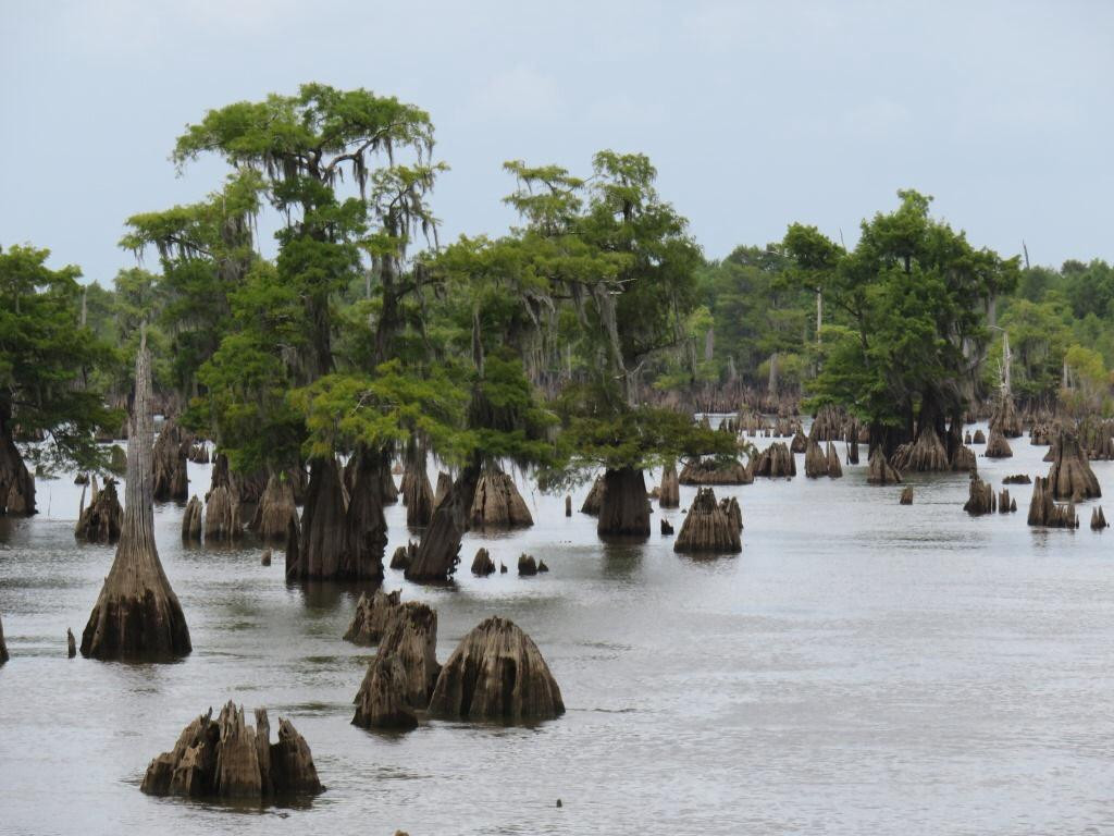 Dead Lakes Recreational Area景点图片