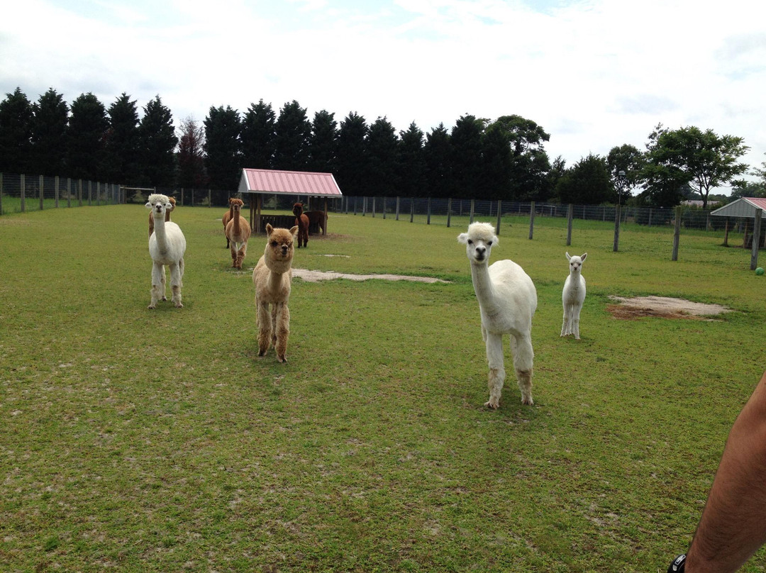 Silver Fox Farm Alpacas景点图片