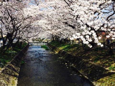 Cherry Trees along the Gojo River bank-岩仓市必去景点