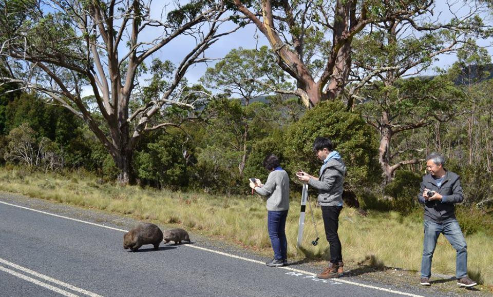 Tasmania I Drive-霍巴特必去景点