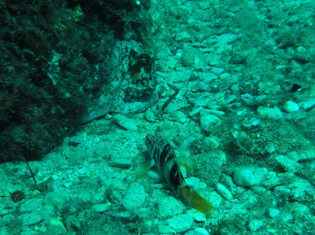 Scuba Diving Black Pearl-耶尔萨必去景点