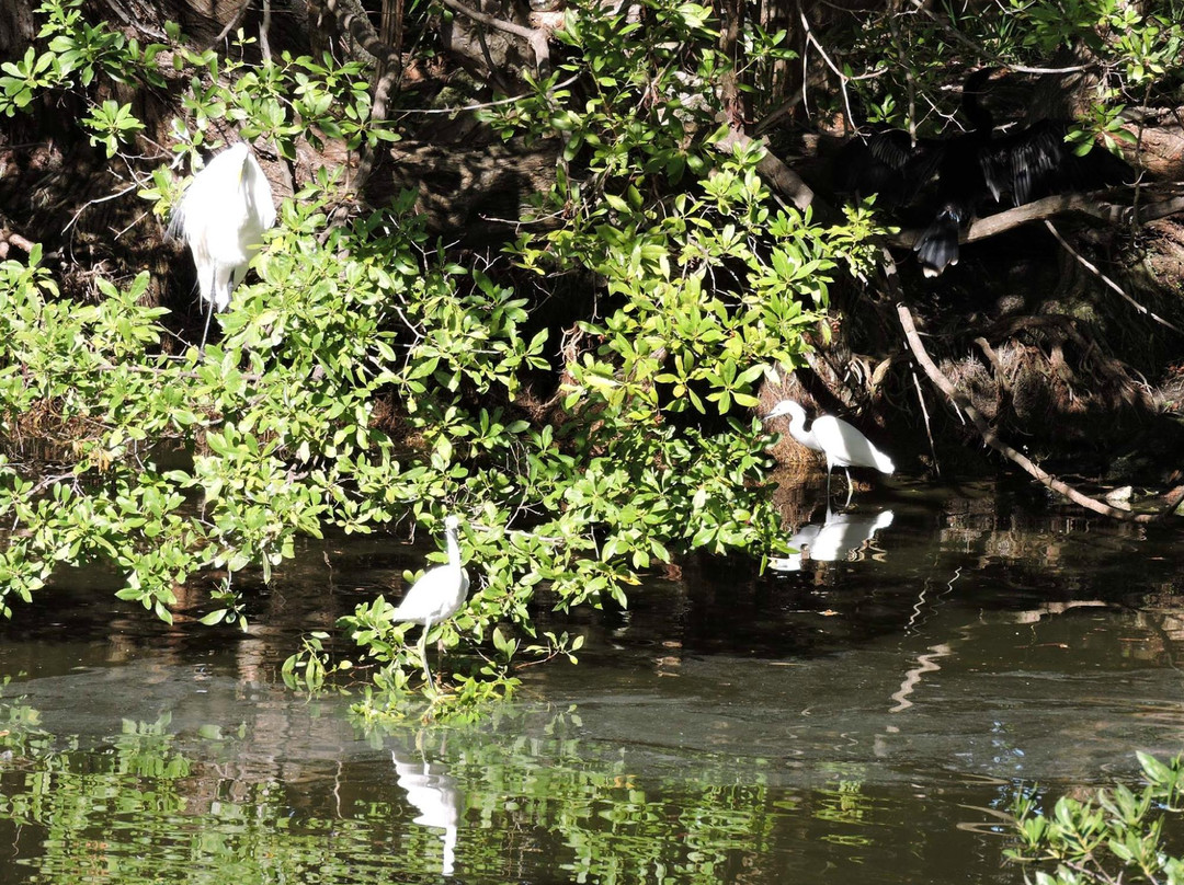 Key West Wildlife Center-基韦斯特必去景点