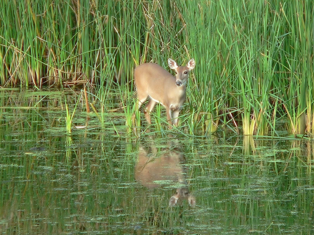 Two Rivers Park-小石城必去景点