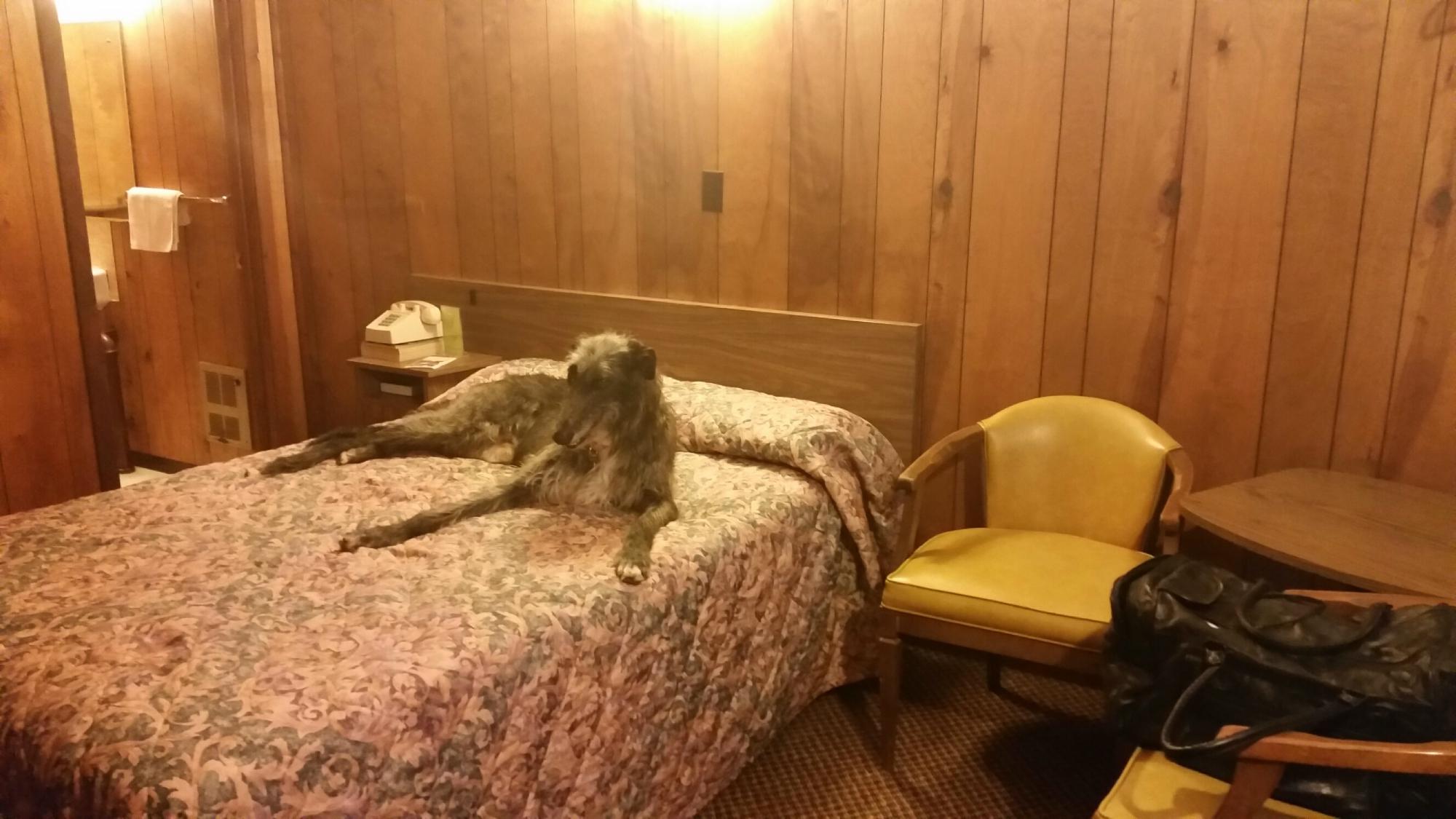 Western 8 Motel-客卧
