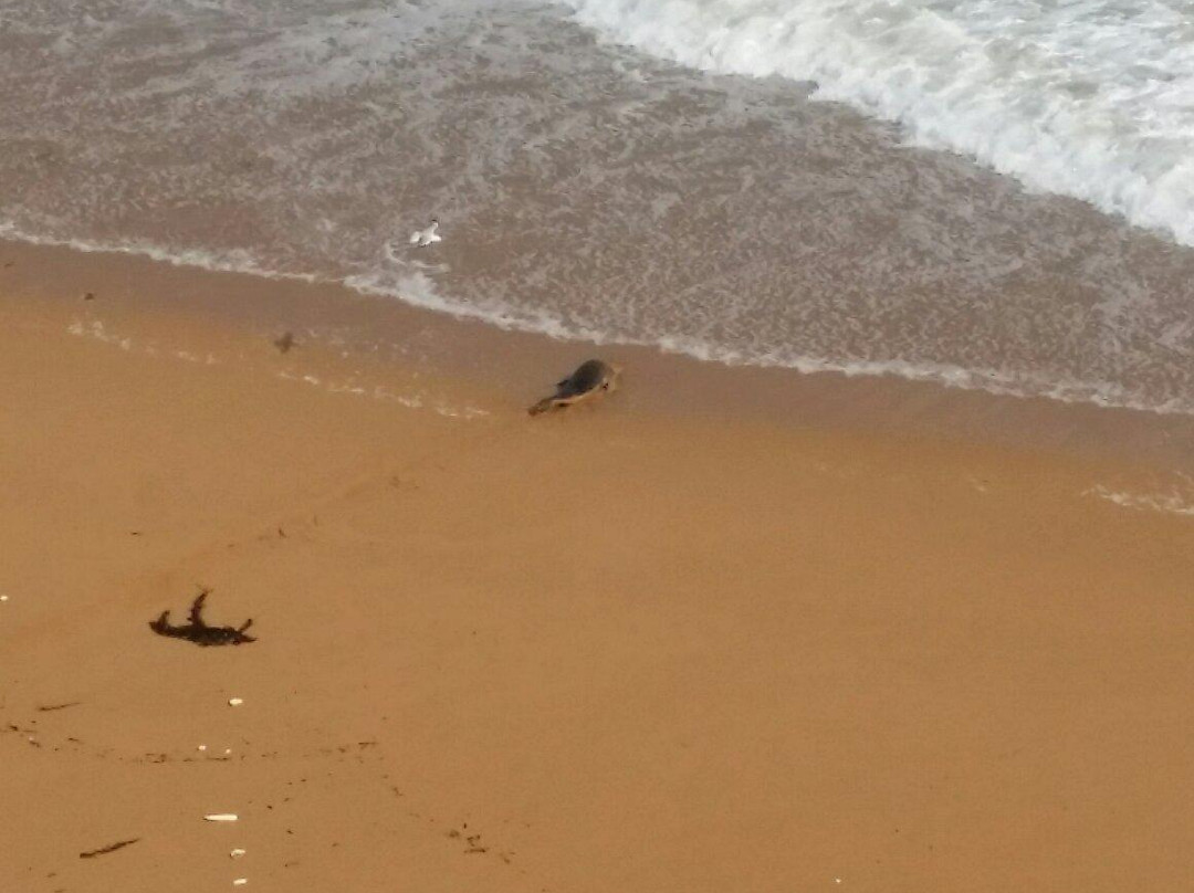 Logan's Beach-瓦南布尔必去景点