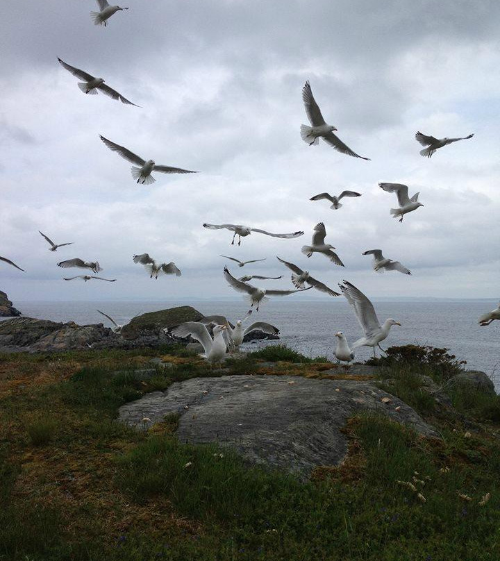 The Grumpy Goat Gallery-Upper Island Cove必去景点