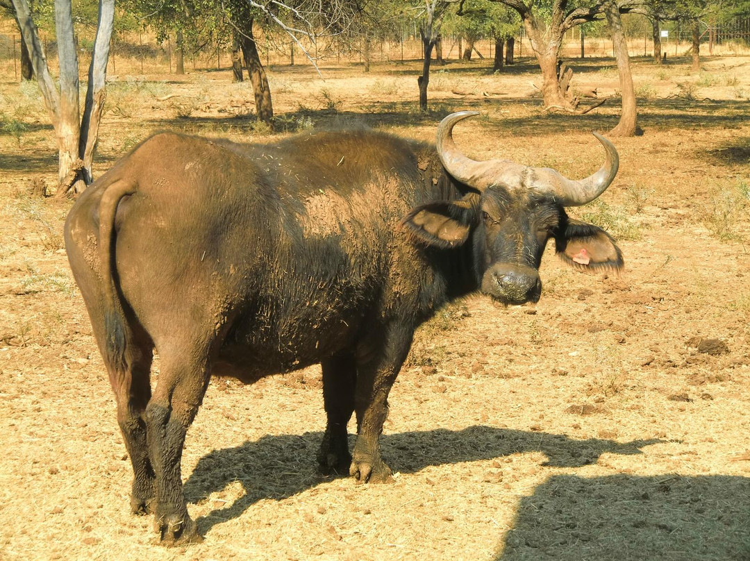 Mokopane Biodiversity Conservation Centre-Mokopane必去景点