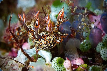 Safari Bali-克罗柏坎必去景点