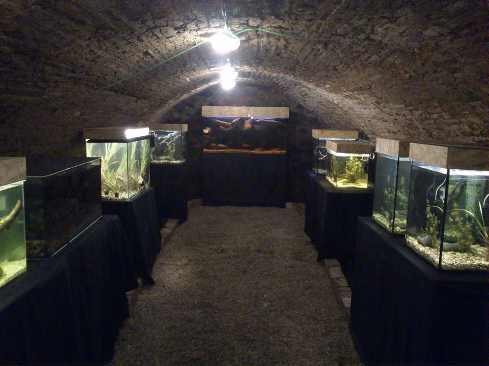 Szentendre Aquarium and Terrarium House景点图片