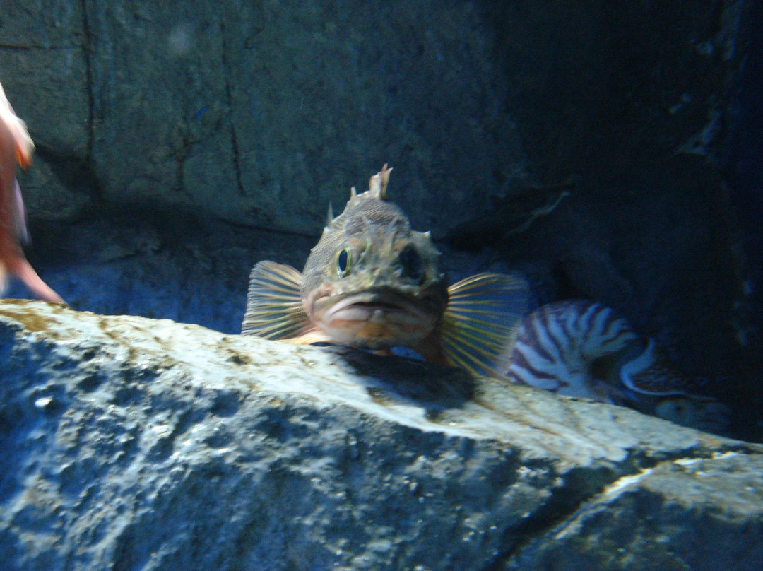 S.E.A.海洋館-圣淘沙岛必去景点