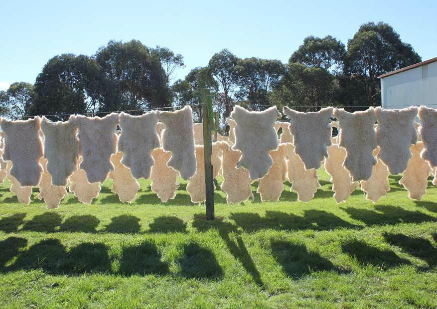 Classic Sheepskin Tannery-纳皮尔必去景点